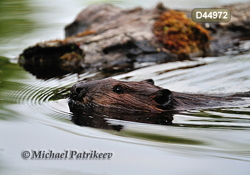 North American Beaver (Castor canadensis)